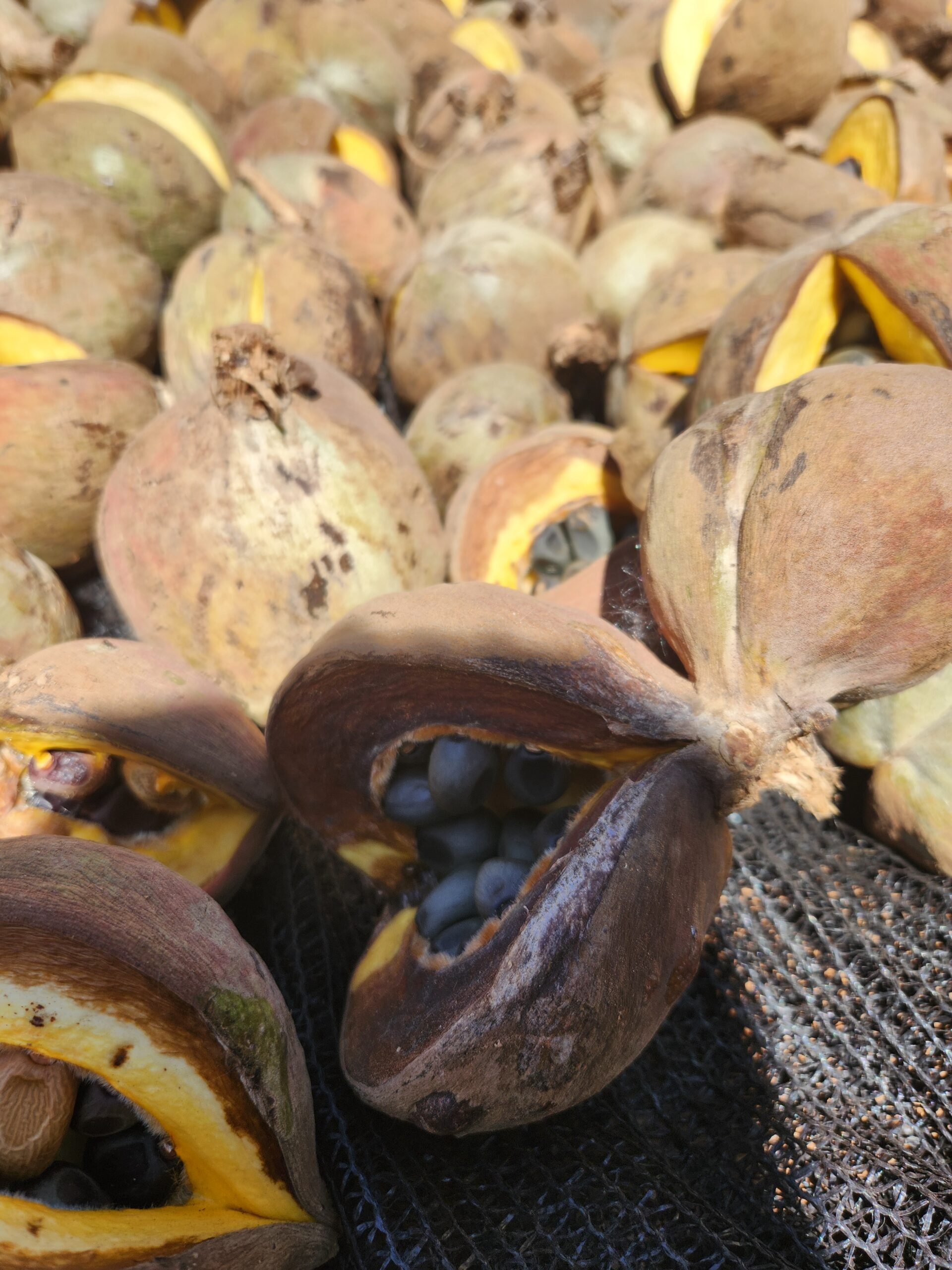 Sementes produzidas no Centro de Inovação em Restauração de Ecossistemas Amazônicos, viveiro da Ecoporé