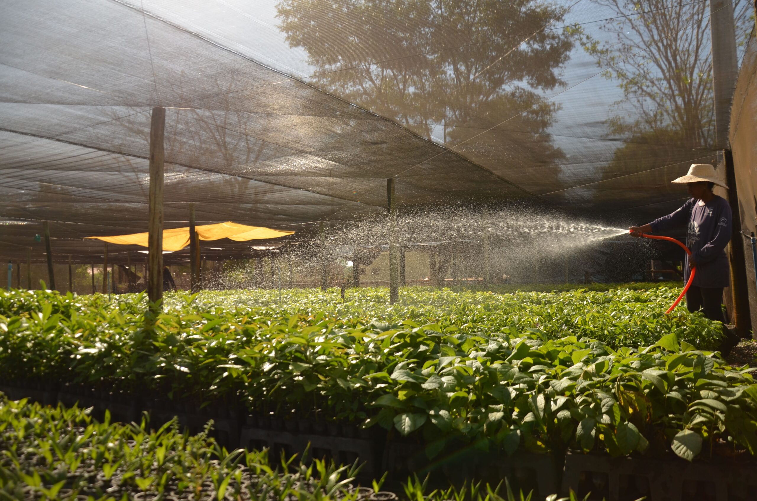 Sementes produzidas no Centro de Inovação em Restauração de Ecossistemas Amazônicos, viveiro da Ecoporé, com produção de mudas
