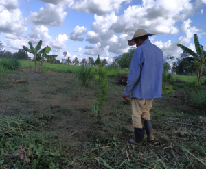 Homem observa muda em terreno