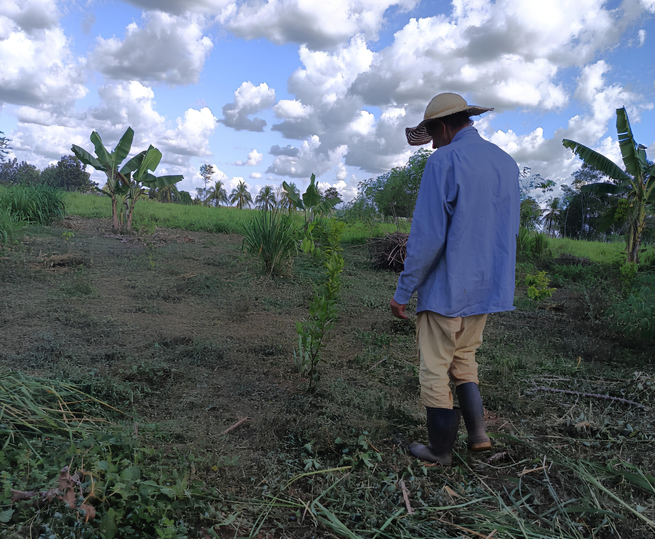 Homem observa muda em terreno