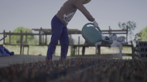 Viveiro da Ecoporé demonstrando cuidado no trato com sementes (Foto: Acervo Ecoporé)